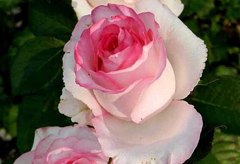 Роза на штамбе Rósa Dolce Vita 