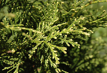 фото: Туя западная Aureospicata Туя западная Aureospicata