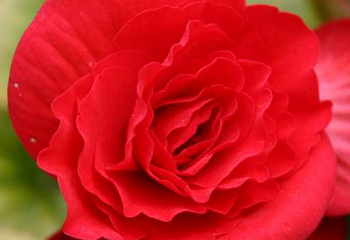 Бегония Begonia Margaret 