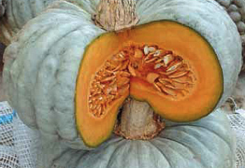 Тыква Squash Berrettina Piacentina Squash 