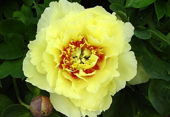 фото: Пион Yellow Dream Пион Yellow Dream