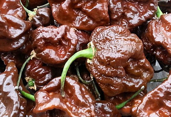Перец острый Hot pepper Trinidad Scorpion Chocolate 