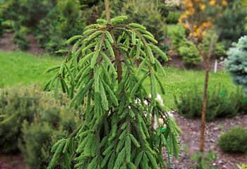 Ель обыкновенная Picea abies Rothenhaus 
