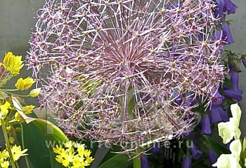 Декоративный лук или Аллиум Христофа Allium christophii 