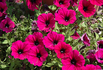 Петуния Petunia Cardinal 