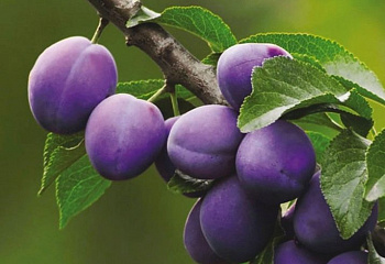 Сливово-вишневый гибрид Prunus domestica х cerasus Deep Purple