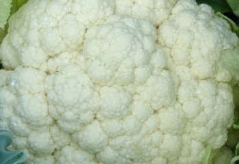 Капуста цветная Cauliflower Novaria 