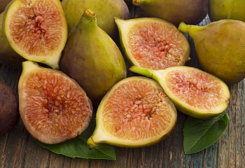 Инжир Fícus cárica Orourke Fig