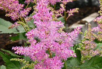 Астильба Astilbe Mars 