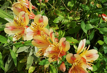 Альстромерия Alstroemeria Friendship 