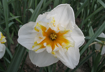 Нарцисс Narcissus Dolly Mollinger 