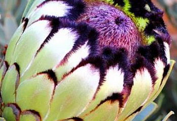Протея или Сахарный кустарник Protea Niobe 