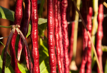 Фасоль Phaséolus Red Noodle Yard Long Pole 