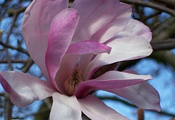 Магнолия Magnolia Leonard Messel 