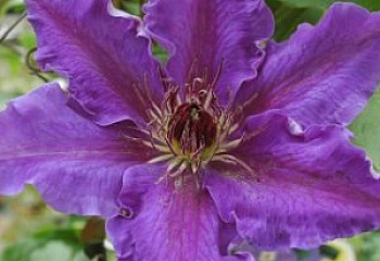 Клематис Clématis Lord Nevill 