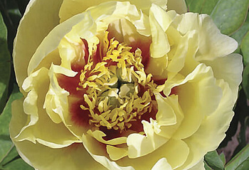 Пион Prairie Charm 