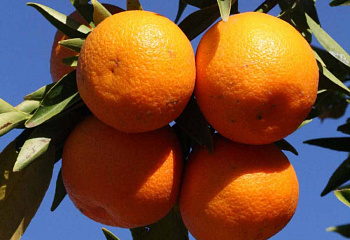 Клементин (гибрид мандарина и апельсина) Citrus clementina Marisol 