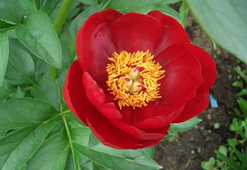 Пион Red Red Rose 