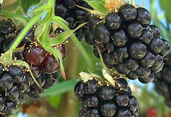 Ежевика Rubus Loh Mary