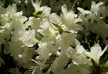 Рододендрон Kermesina Alba 