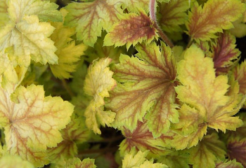 Гейхера  Heuchera Davinci 