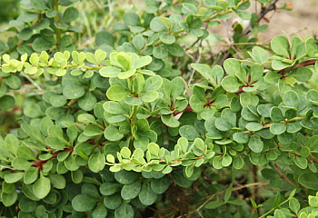 Барбарис Тунберга Berberis thunbergii Green Ornament 