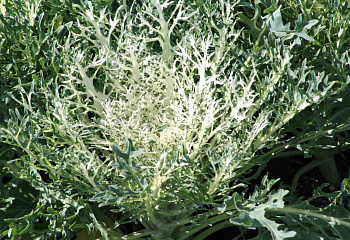 Капуста листовая Кале Kale Peacock White 