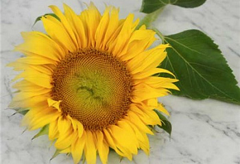 Гелиантус (Подсолнечник декоративный) Helianthus Yellow Pygmy Sunflower 