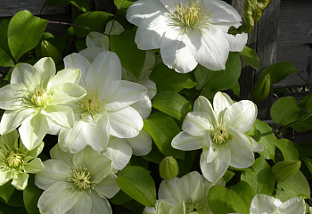 Клематис Clématis Guernsey Cream 