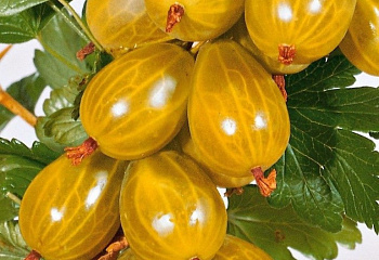 Крыжовник Ríbes úva-críspa Английский желтый