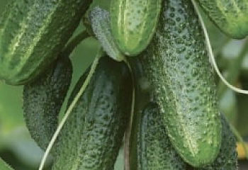 Огурец Cucumber Dalila 