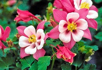 Аквилегия или Водосбор или Цветок Эльфов Aquilegia Crenis rosa 