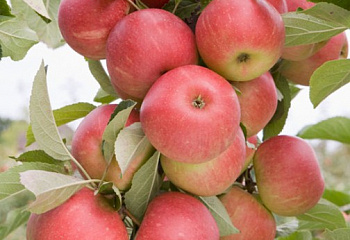 Яблоня Mālus Юнона