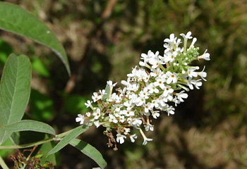Буддлея белоцветковая Buddleja albiflora 