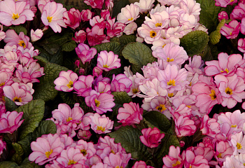 Примула Primula Grandiflora 
