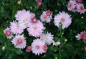 Хризантема Chrysanthemum Anniversary 
