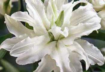 Лилия Lílium Serene Angel 