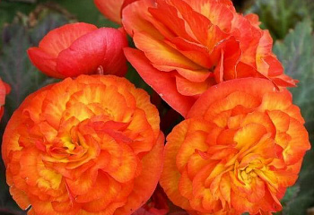 фото: Бегония клубневая Kupferorange Бегония клубневая Kupferorange