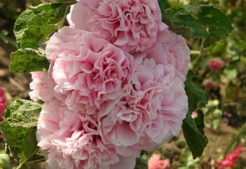 Мальва Alcea Appleblossom 