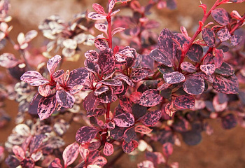 Барбарис Тунберга Berberis thunbergii Harlequin 