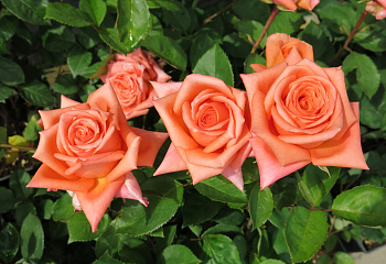 Роза Rósa Louis de Funes 