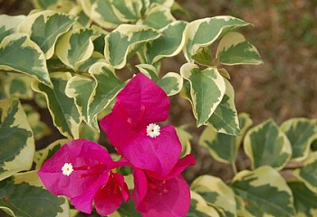 Бугенвиллия или Бумажный цветок  Bougainvillea Scarlet Queen Variegated 