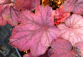 Гейхера  Heuchera  Grape Soda 