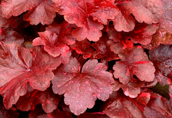 Гейхера  Heuchera Carmen 