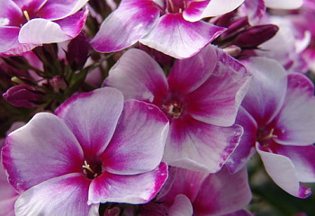 Флокс Phlox Neon Flare Blue 