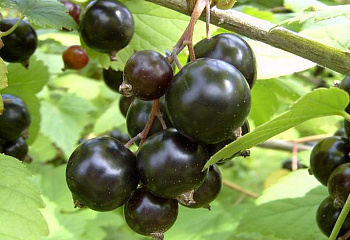 смородина черная Бирюлевская