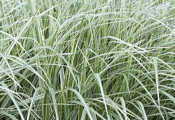 Мискантус китайский Miscanthus sinensis Cabaret 