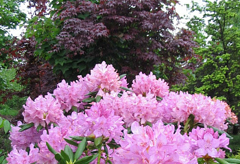 фото: Рододендрон English Roseum Рододендрон English Roseum