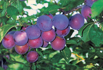 Алыча Prunus divaricataм Мономах