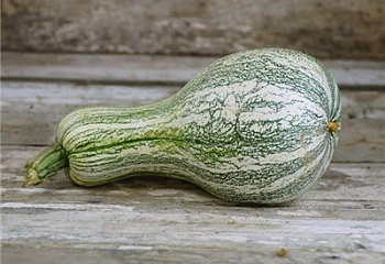 Тыква Squash Green Striped Cushaw Squash 